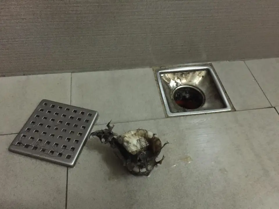 bath-drain-1 一個有毛髮髒污的浴室排水地漏孔,我把它拔起來準備清理